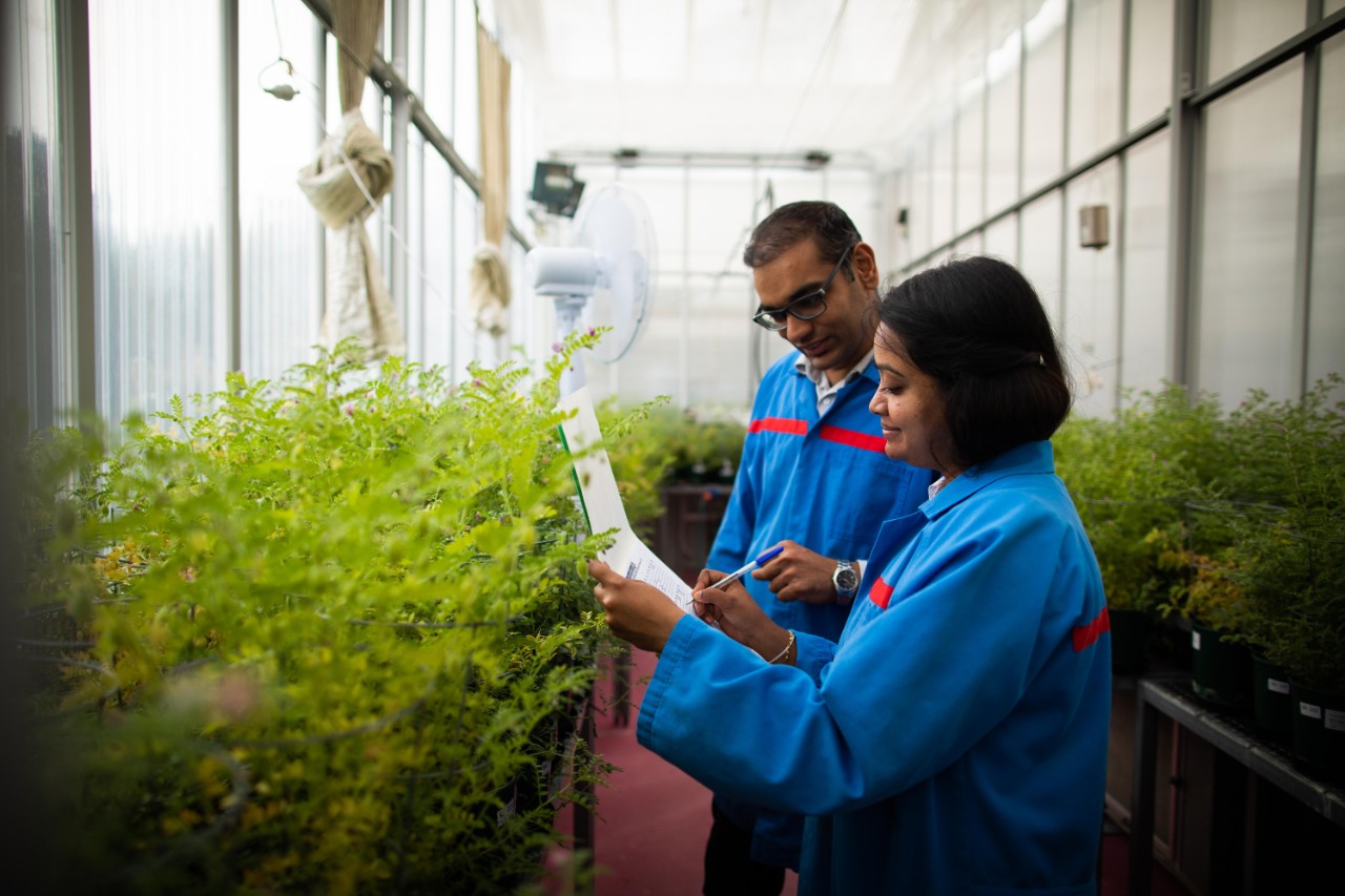 Waite campus.  Students in plant accelerator, chickpea research.